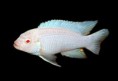 Белый принц (Pseudotropheus Socolofi Albino) ПРОДАНО!